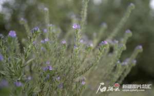 名贵中草药种植(当南疆农村长出名贵中药材)