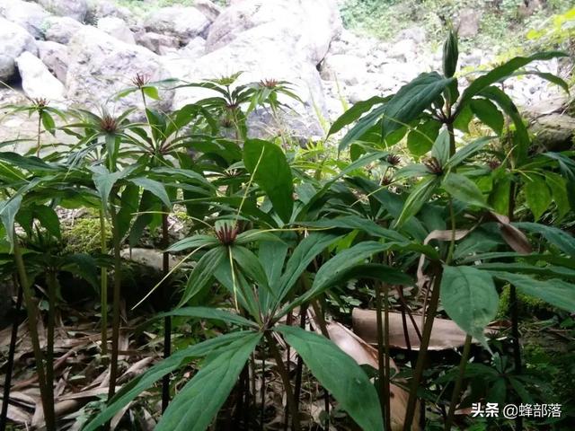 中药材种植骗局：高回报，低技术，包回收，你中招了吗？