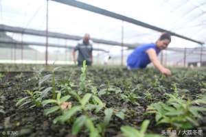 铁皮石斛什么时候种植(药用种植类——铁皮石斛种植方法)