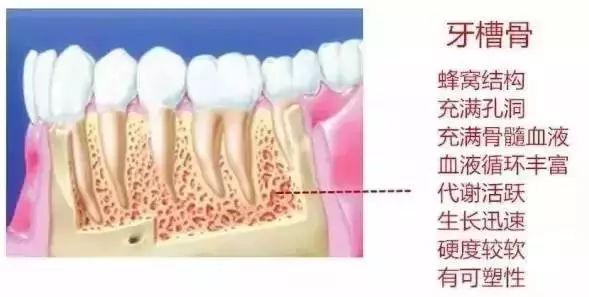 决定种植牙的成功率，牙槽骨为何如此重要？