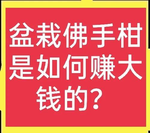 盆栽佛手柑，卖价高好种植，年收入几十万不是梦