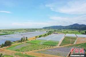 福建玫瑰种植基地(福州马尾琅岐农业现代化示范基地迎来丰收季)