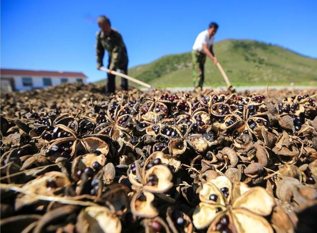 河北迁西：油用牡丹种植助力增收致富