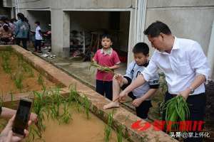 种植心得小学(种水稻的城里娃——怀化市红星路小学学生水稻种植体验侧记)