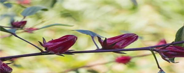 洛神花怎么种 洛神花种植方法与注意事项