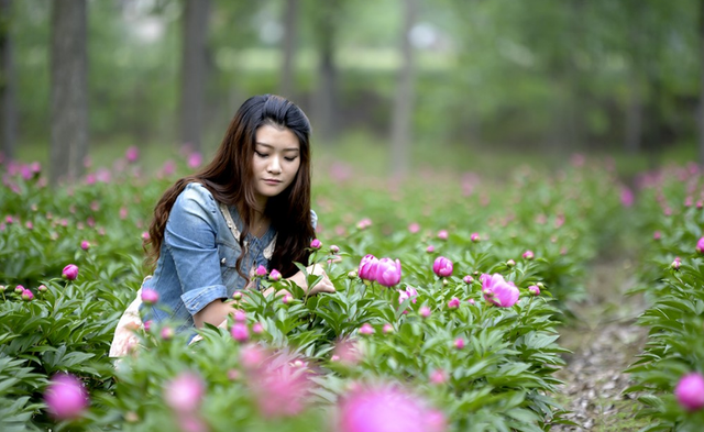 芍药的栽种新手也能轻松上手，只要掌握这几点，明天春天在家赏花