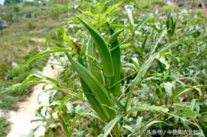 黄秋葵怎么种植(种植秋葵应该注意什么？来看一下这篇秋葵的生长习性和栽培技术)