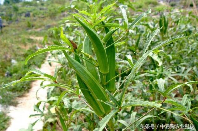 种植秋葵应该注意什么？来看一下这篇秋葵的生长习性和栽培技术