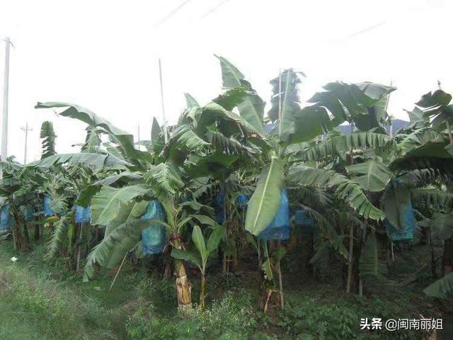 “红色的香蕉”你有见识过吗？65岁的老农辛酸种植！却卖不出去