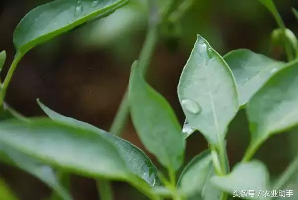 辣椒核心种植技术！