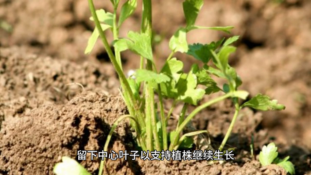 芹菜怎么种植？种植过程时间表、护理要点和收获建议