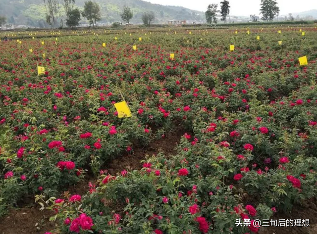 玫瑰花优质品种的选择，和适当的气候土壤，是提高花产的基础