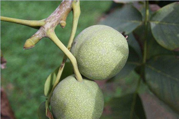 天峨县核桃种植原则及管理技术分享