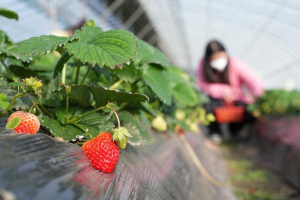 河北邢台南和区：“莓”好生活种出来