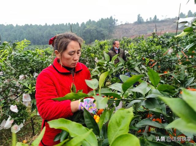 三台：千亩橙园黄澄澄 果农生活甜蜜蜜