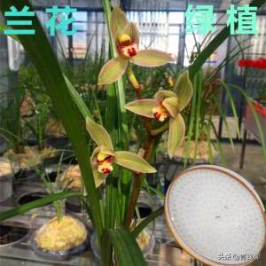 大棚种植兰花(轻松DIY：教你在屋顶和阳台打造兰花温室)