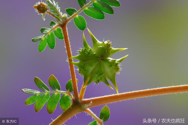 农村一种害草，青鲜时可做饲料，果实浑身是刺，入药能平肝明目