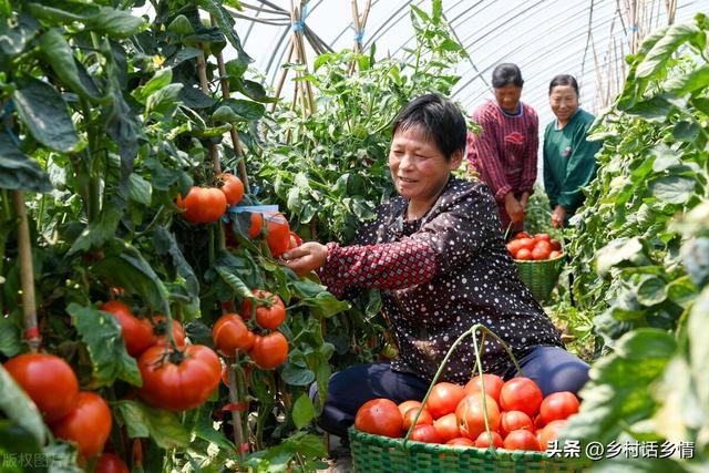 种菜福音来了，五个种植蔬菜的“民间土方法”，增产防病样样行