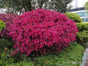 红花檵木种植(红花檵木不仅仅靠颜值“吃饭”，还靠这个功效“增值”，如何育苗)