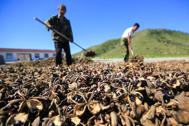 河北迁西：油用牡丹种植助力增收致富