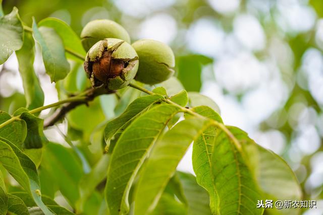 核桃种植你抓住要点了吗？来学学核桃绿色栽培管理技术，建议收藏