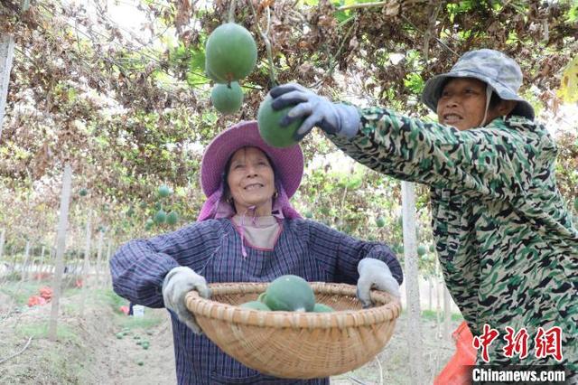 江西彭泽：瓜蒌丰收助农民增收