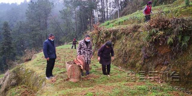 赵代香：万里回国建药材基地 四年打拼引村民致富