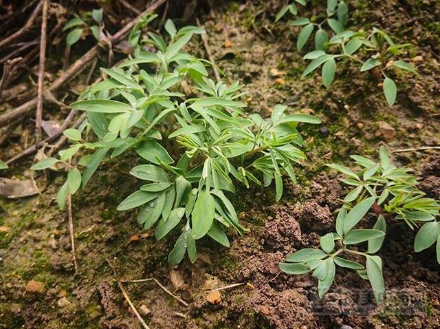 常年稳定需求量在5000吨，种植一亩中药材元胡的毛收入是多少？