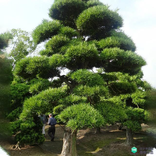 设计师独家秘籍！北方常绿乔木（造景必备），花园庭院必备经验