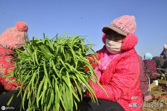 韭菜种植做好这五点，苗株根系发达、叶片肥大，产量品质有保证