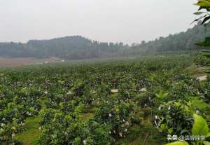 绵阳柑橘种植基地(三台：千亩橙园黄澄澄 果农生活甜蜜蜜)