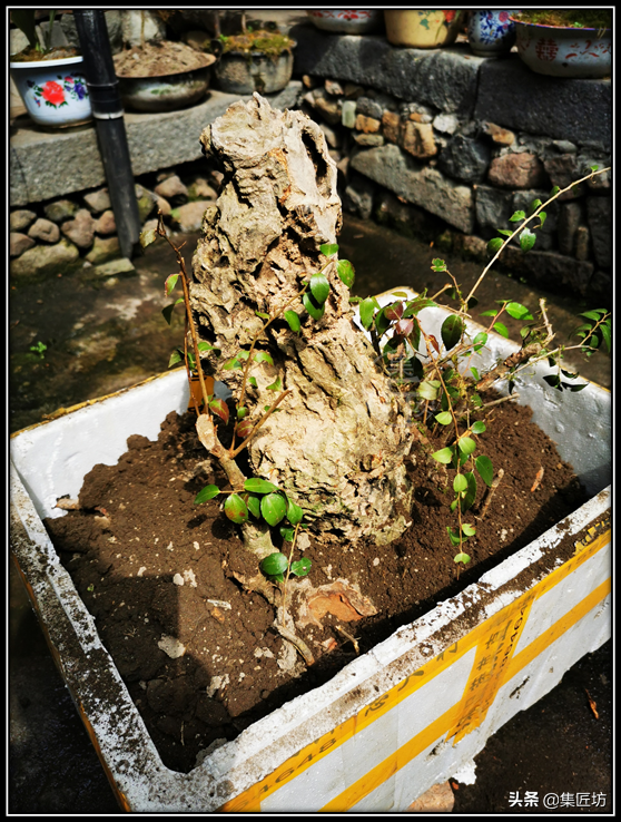 南烛草木乌饭树，细叶红芽展妖娆，是仙家饭，亦是盆景良才