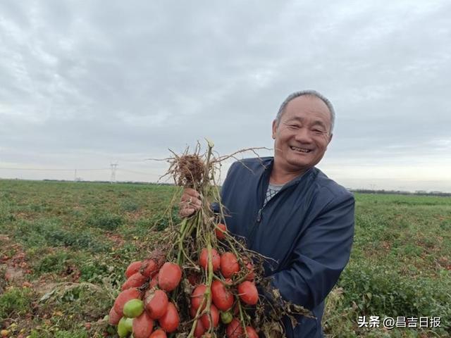 小番茄“种”出好日子