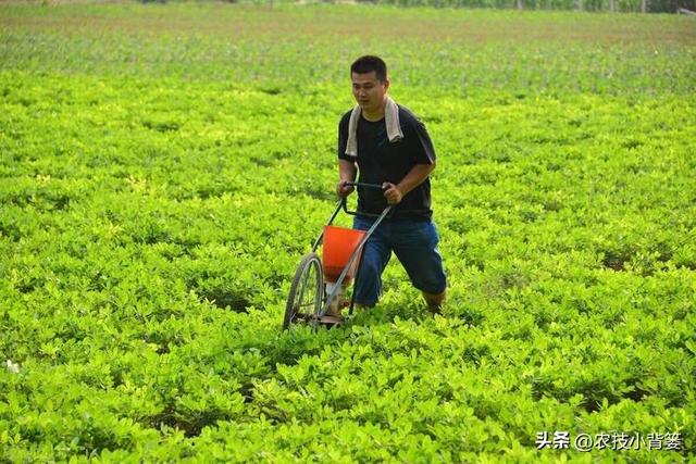 如何让花生实现增产增收？开花结荚期重点抓好4项田间管理