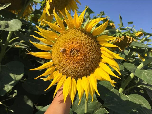 重磅：新疆20000亩葵花防列当重茬大获成功