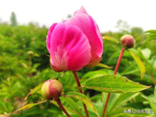 我是一名种植大户，中药材种植陷入两难境地，该坚持还是退出？