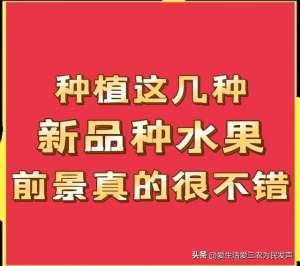 种植什么水果前景好(想赚钱的看过来，种植这几种新品种水果，前景真的很不错)