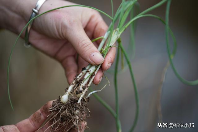 野葱只吃叶？你错了，其价值在根不在叶，见到有多少挖多少