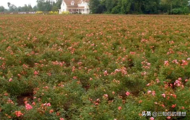 玫瑰花优质品种的选择，和适当的气候土壤，是提高花产的基础