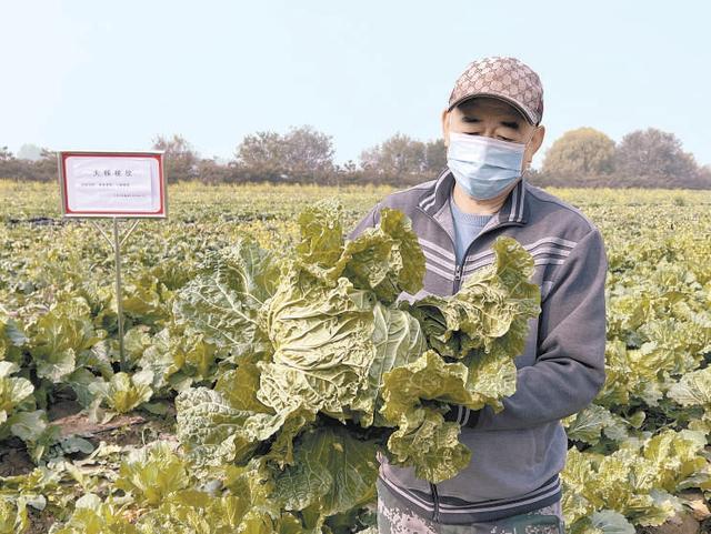 核桃纹白菜、心里美萝卜等回归，北京老口味蔬菜带您重温“儿时味道”