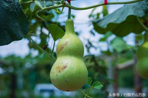 济南章丘马友谊葫芦基地，一个生机勃勃的葫芦世界