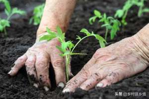 白菜怎么种植视频(育苗和移栽蔬菜，不用花钱就能让其根壮苗旺，产量节节升高)