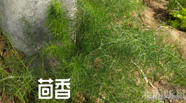 如何种植茴香，适宜几月份种植