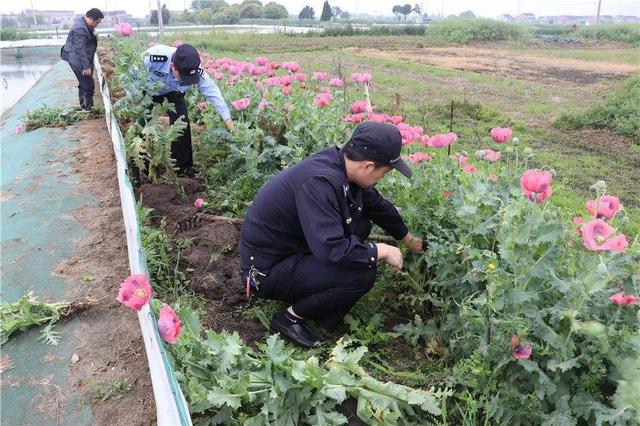 中国唯一合法种植基地：上千亩地全是罂粟，武警24小时持枪守卫