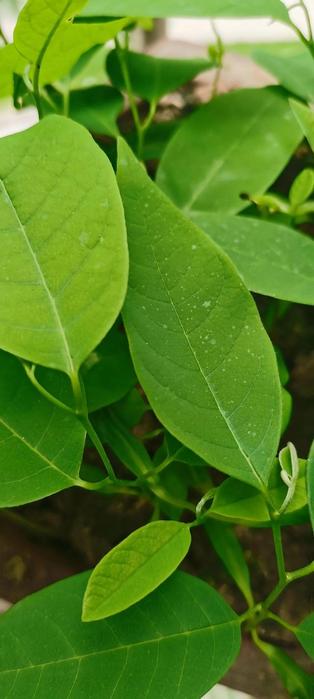 中国南方种植释迦适合吗？