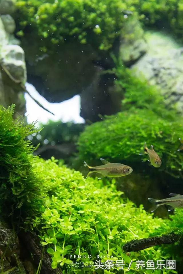 草缸想做悬空造景？看这位大神的做法，你的草缸也可以快速搞定！