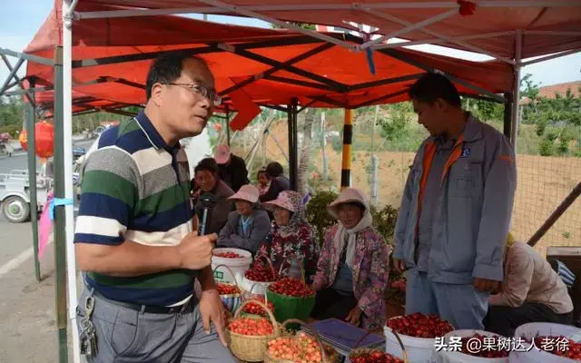 樱桃好吃树难栽，大棚栽培大樱桃易成功吗，关键花果管理如何做？