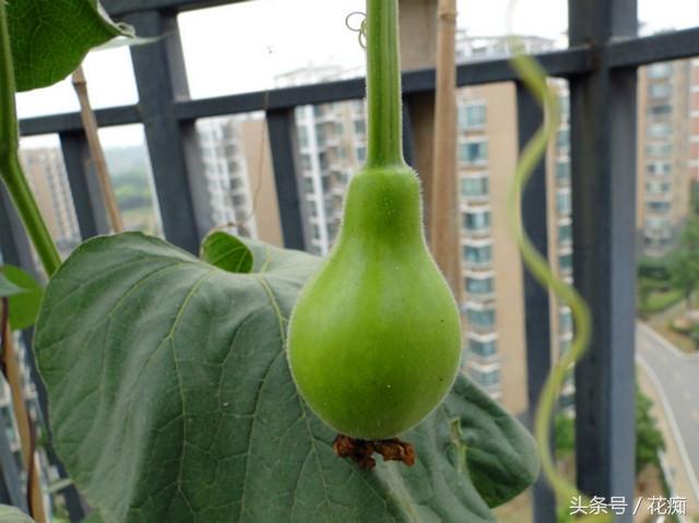 蔬菜也能种出花瀑的感觉，简单易种还耐看，而且菜还不完！