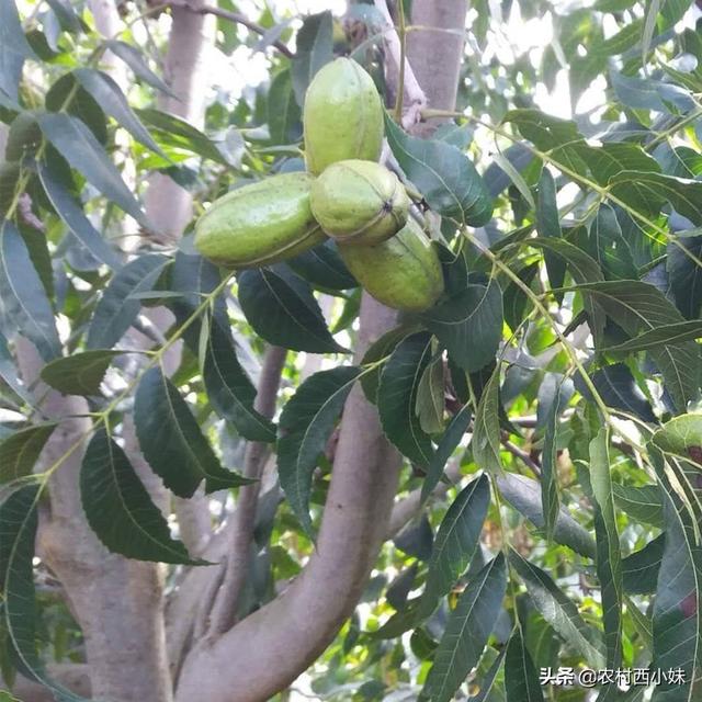 碧根果种植如何实现高产？碧根果的高产种植技术