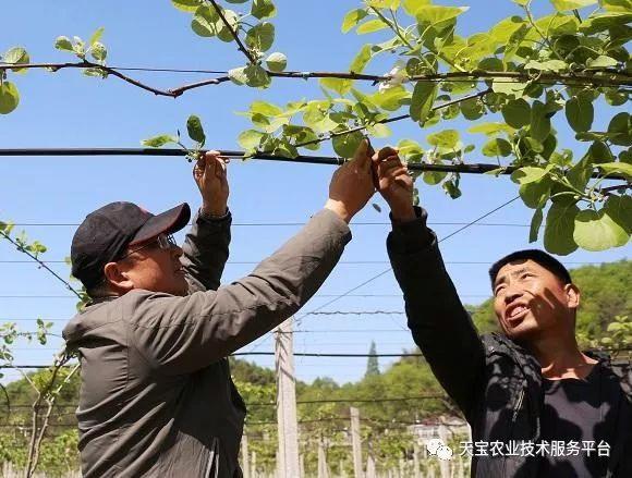 猕猴桃花期、坐果期这些细节要注意！三大绝招帮助增产